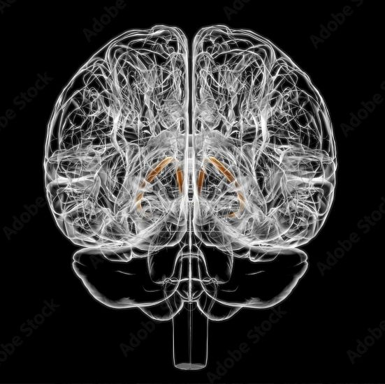 [Архэ] Сергей Лопатин ― Биология стресса. Лекция 4_0.jpg